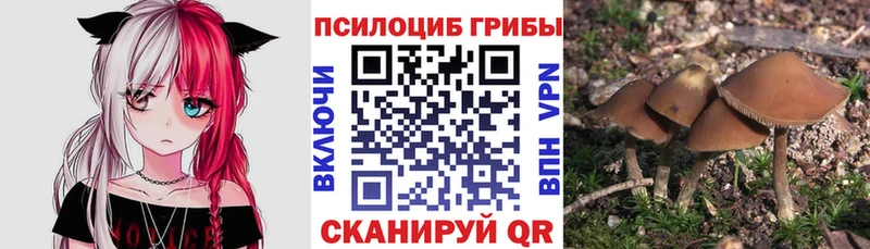 закладка  Строитель  Галлюциногенные грибы Cubensis 